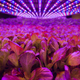 Like tanning beds for veggies.